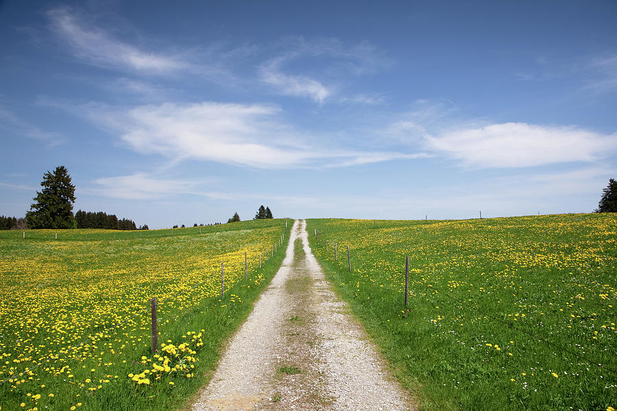 The Path In Meadow, Springtime, Bavaria Photograph by Wingmar