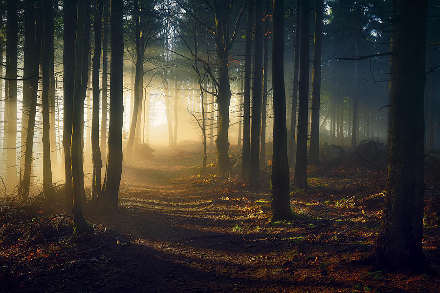 The Path Of Light Photograph By Pawe? Kado - Fine Art America