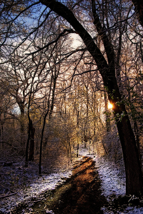 The Path Toward Spring -  sunrise after a snowfall at a forest path Photograph by Peter Herman