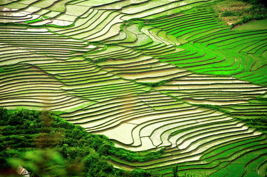 The Pattern Of Paddy Fields Terrace Photograph by Photo By Sayid Budhi