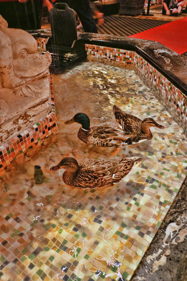 Peabody Hotel Ducks # 2 - Memphis Photograph by Allen Beatty