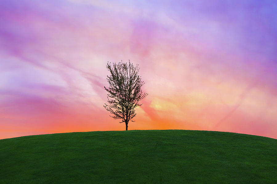 The Peaceful Tree Photograph by Elizabeth Hoverman - Pixels