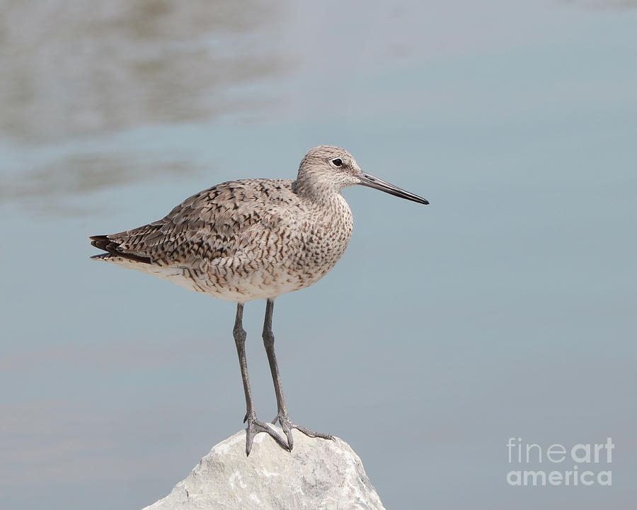 The Peaceful Willet Photograph by Anita Oakley