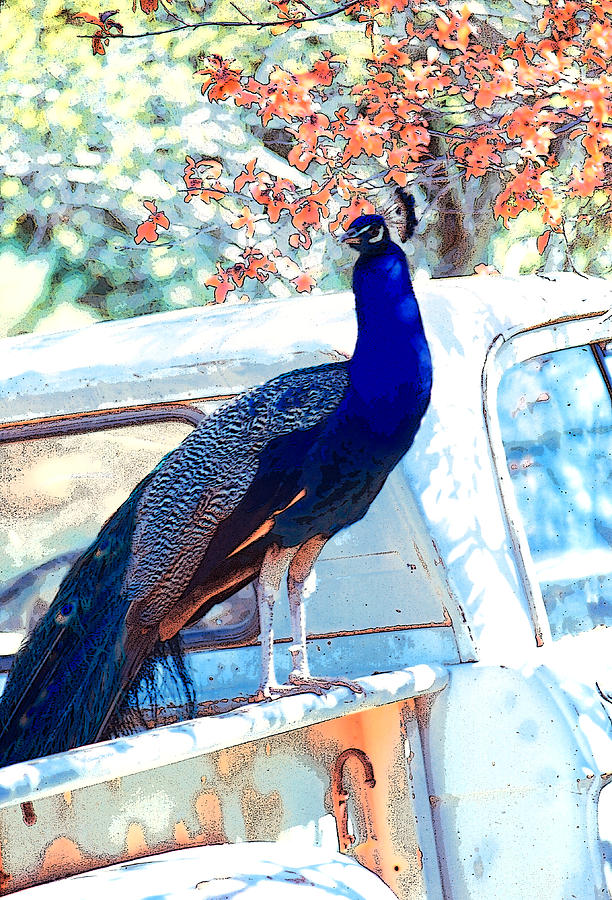 The Peacock and the Pickup Digital Art by Doreen Erhardt