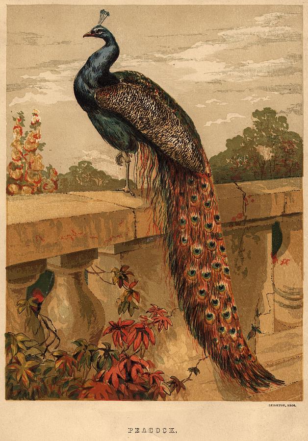 The Peacock Photograph by Hulton Archive