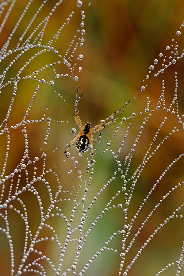Spider Photograph - The Pearls Of The Spider by Luigi Chiriaco
