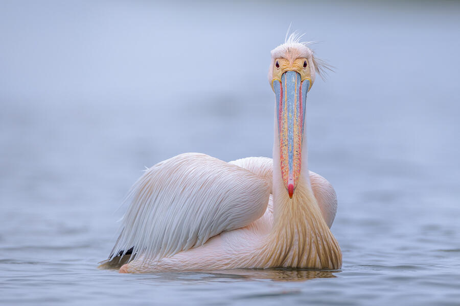 Bird Photograph - The Pelican by Alexandru Tomuta