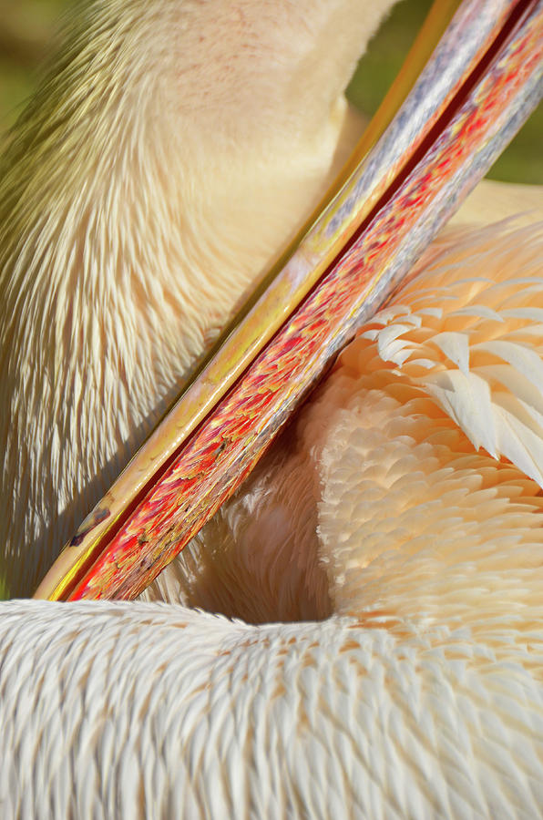 The Pelican Art by Darren Weeks The Pelican Art by Darren Weeks
