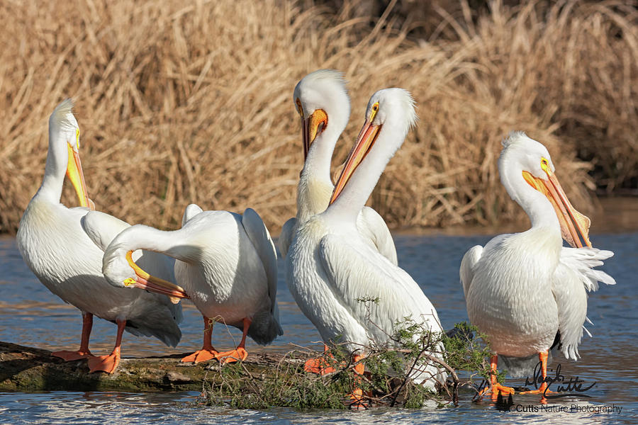 America Photograph - The Pelican Gang by David Cutts America Photograph - The Pelican Gang by David Cutts