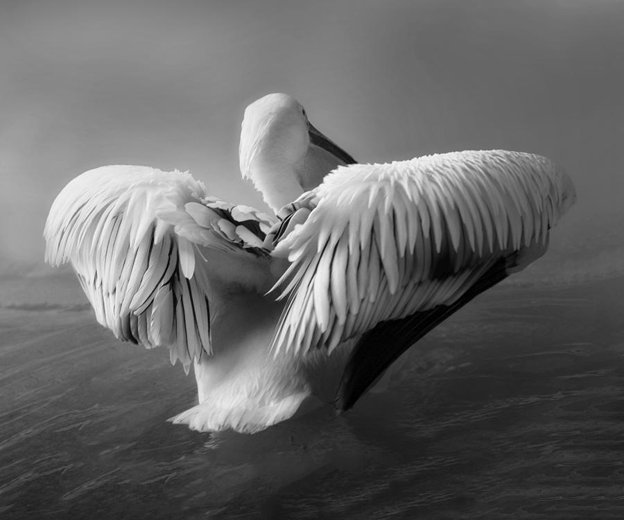 Nature Photograph - The Pelican by Krystina Wisniowska