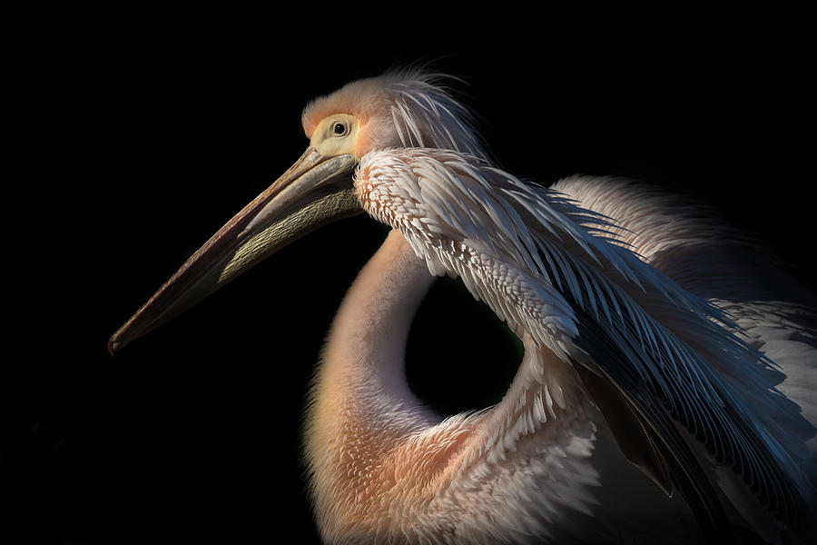 Animal Photograph - The Pelican Philosopher... by Natalia Rublina