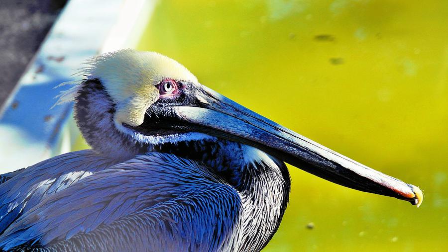 The Pelican Photograph by Stoney Lawrentz