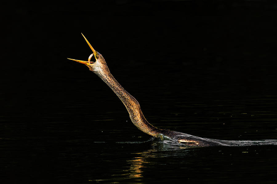 Fish Photograph - The Perfect Arc by Samir Sachdeva