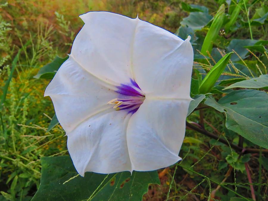 The Perfect Flower - Sacred Datura Photograph by Judy Kennedy