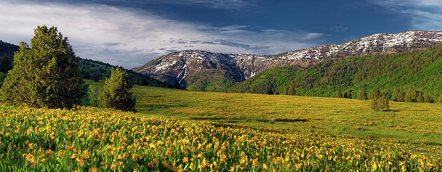 The Perfect Mountain Meadow Photograph by Leland D Howard