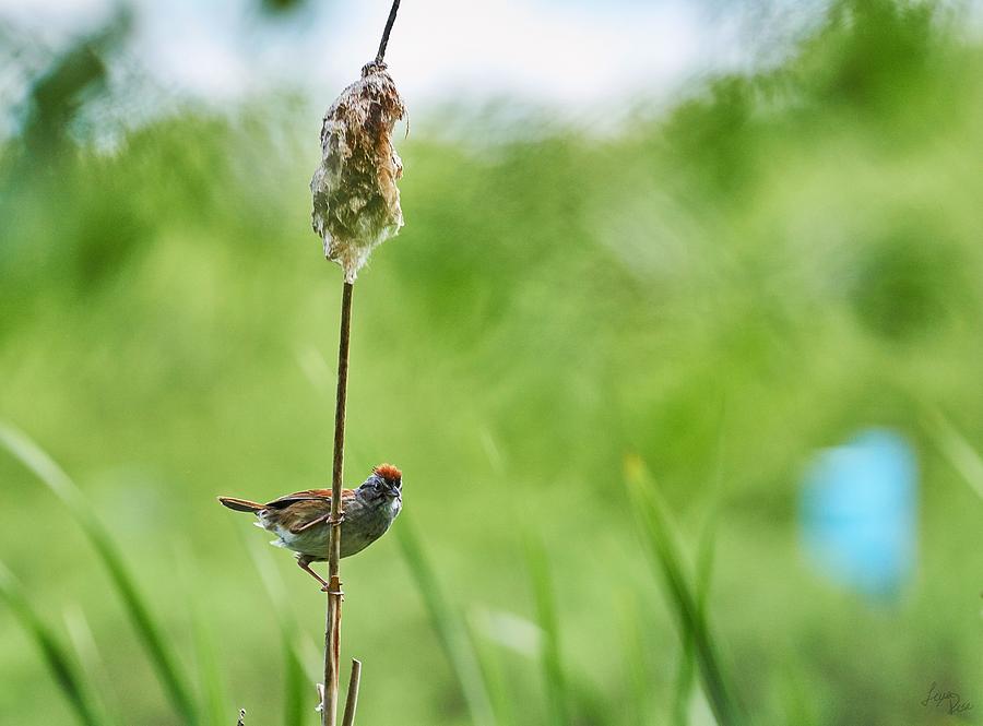 The Perfect Perch Photograph by Lena Rose Photography - Fine Art America