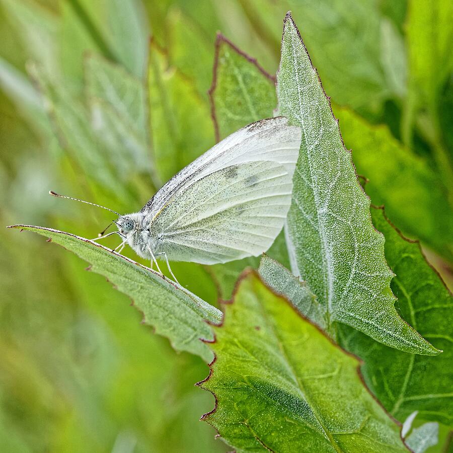 The Perfect Pet - Cabbage Butterfly by KJ Swan The Perfect Pet - Cabbage Butterfly by KJ Swan