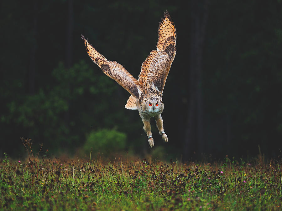 Owl Photograph - The Perfect Predator by Mountain Dreams