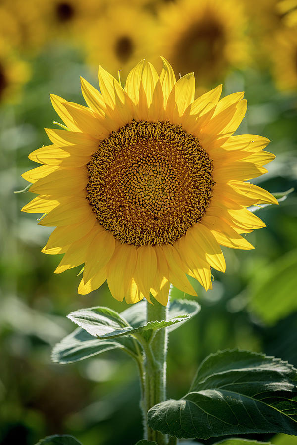 The Perfect Sunflower Photograph by Teri Virbickis