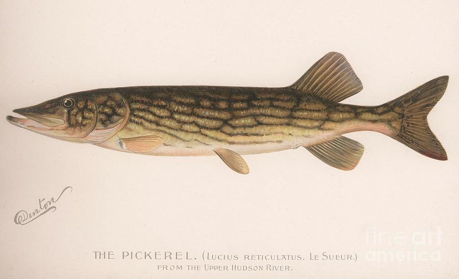 The Pickerel Lucius Reticulatus. Le Drawing by Print Collector