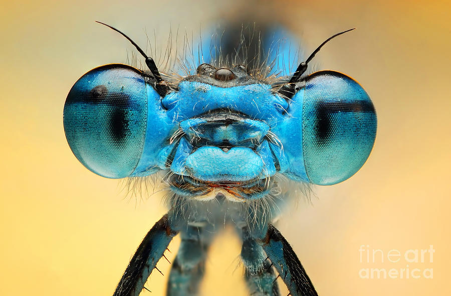 Color Photograph - The Picture Shows A Beautiful  Damesfly by Ireneusz Waledzik