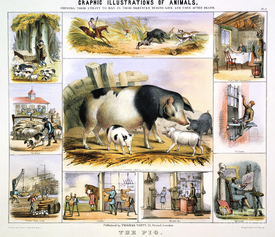 The Pig, C1850. Artist Benjamin Drawing by Print Collector