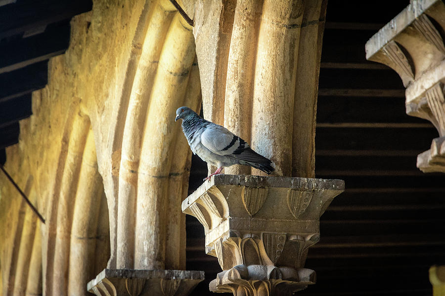 The Pigeon and the Arches Photograph by Andrew Matwijec