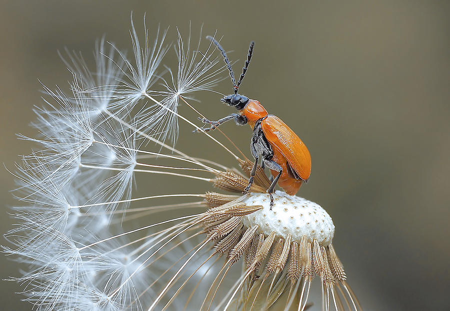 Nature Photograph - The Pilot Of Achenes... by Thierry Dufour