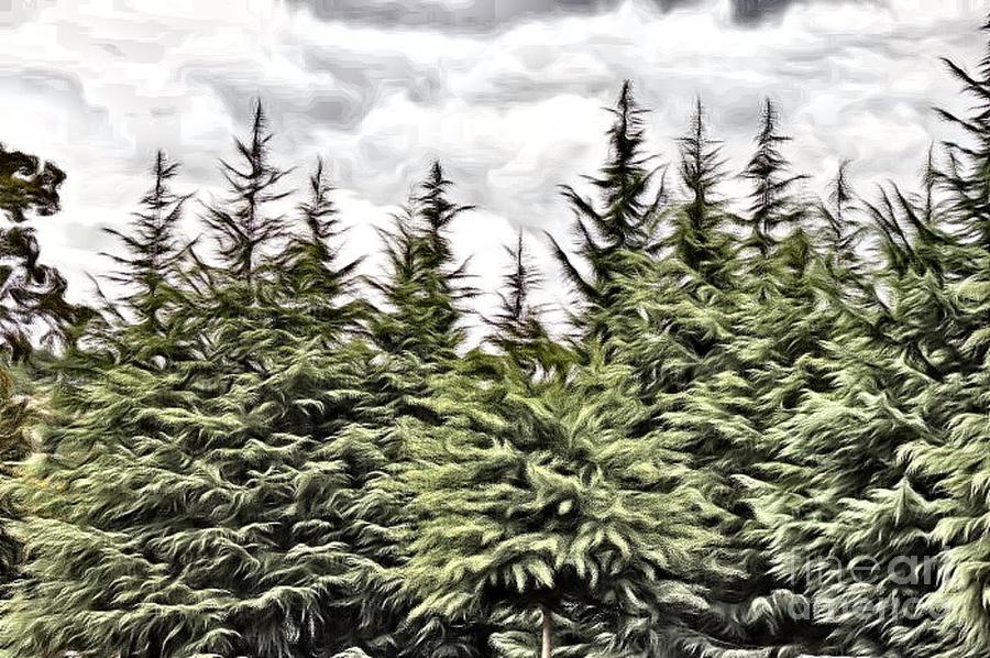 The Pines by Mesa Teresita The Pines by Mesa Teresita