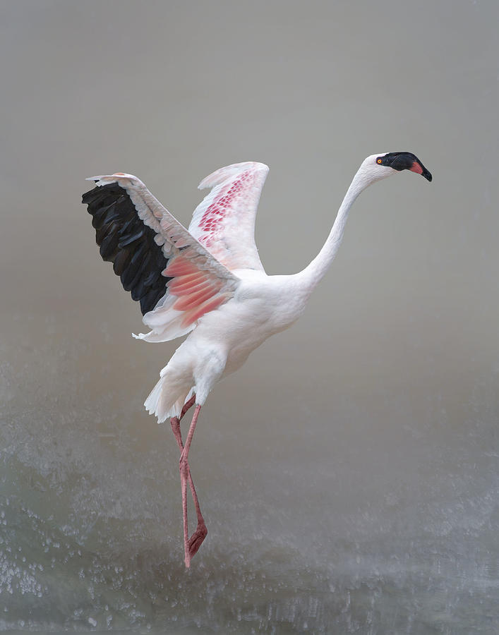 The Pink Lesser Flamingo Photograph by Krystina Wisniowska