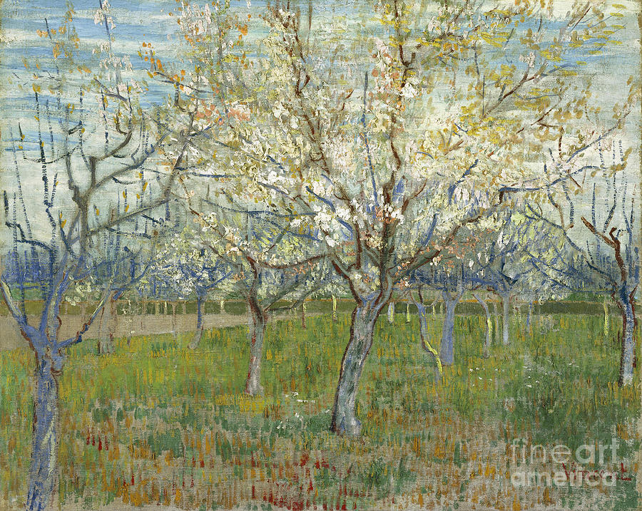 The Pink Orchard, 1888. Artist Gogh Drawing by Heritage Images