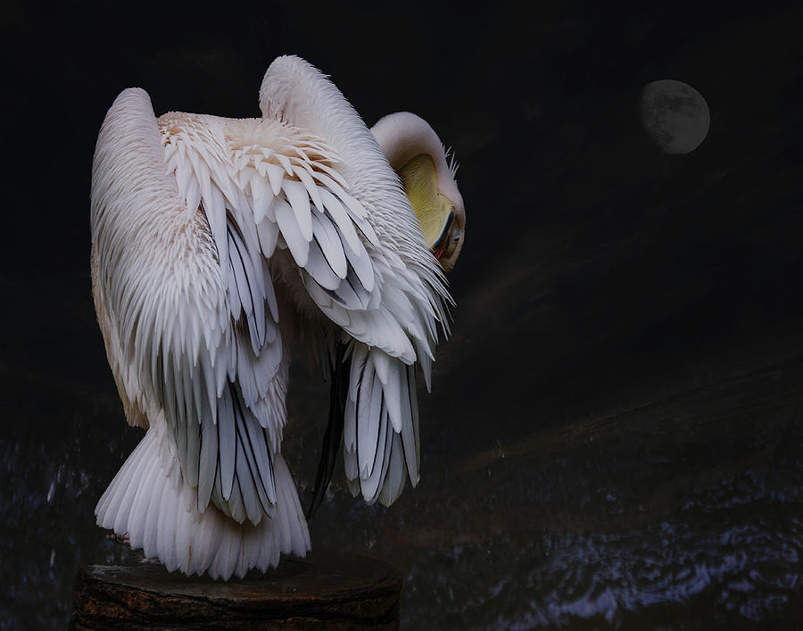 Feather Photograph - The Pious Pelican by Krystina Wisniowska