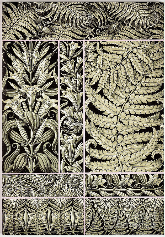 The Plant Ornaments Drawing by Heritage Images