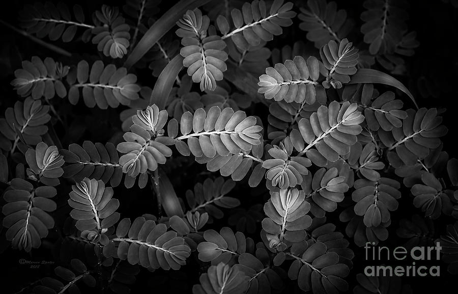 The Plant Patterns Photograph by Marvin Spates