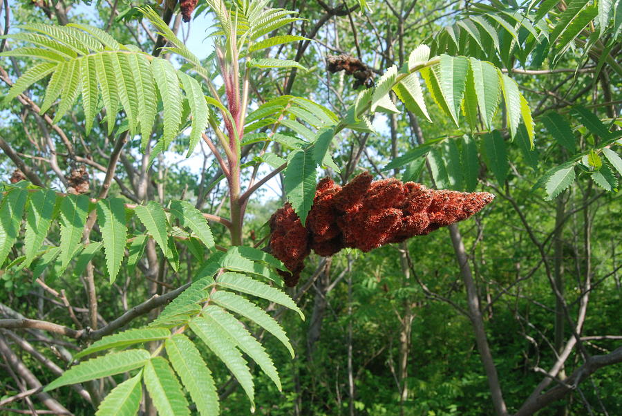The Poison Sumac Tree Photograph By Ee Photography,How Long Do You Boil An Egg For Egg Salad