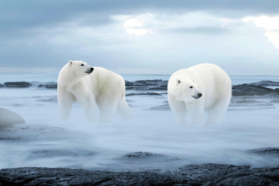 Animal Mixed Media - The Polar Bear by Ata Alishahi