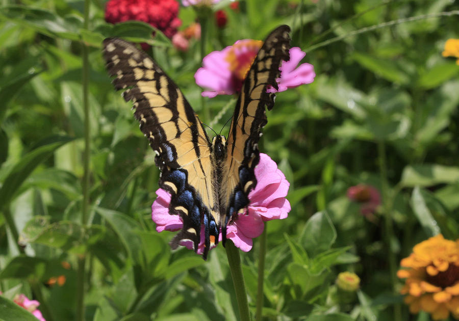 The Pollinator Photograph by David Zimmerman