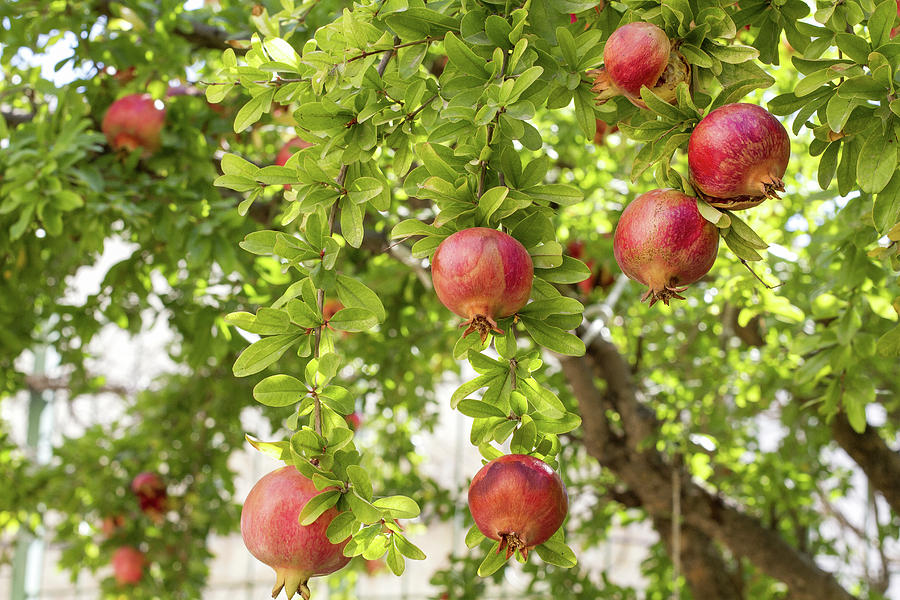 The pomegranate tree Photograph by Alon Mandel