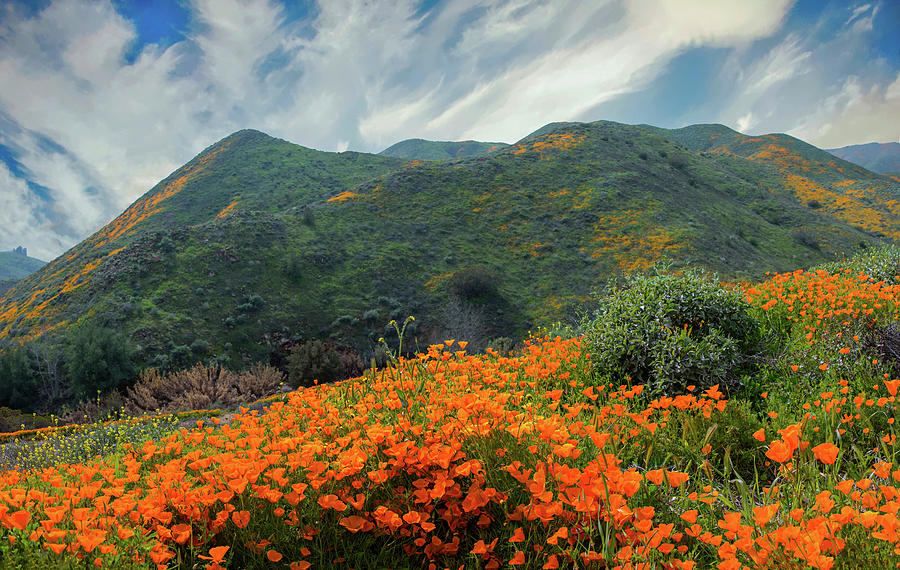 The Poppies of Walker Canyon Photograph by Lynn Bauer