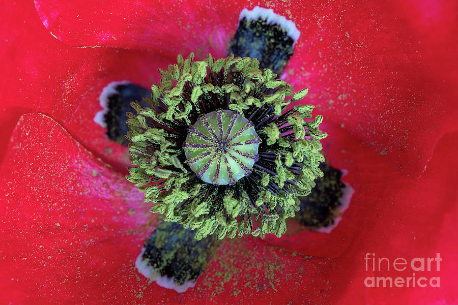 The Poppy and Pollen Photograph by Tim Gainey