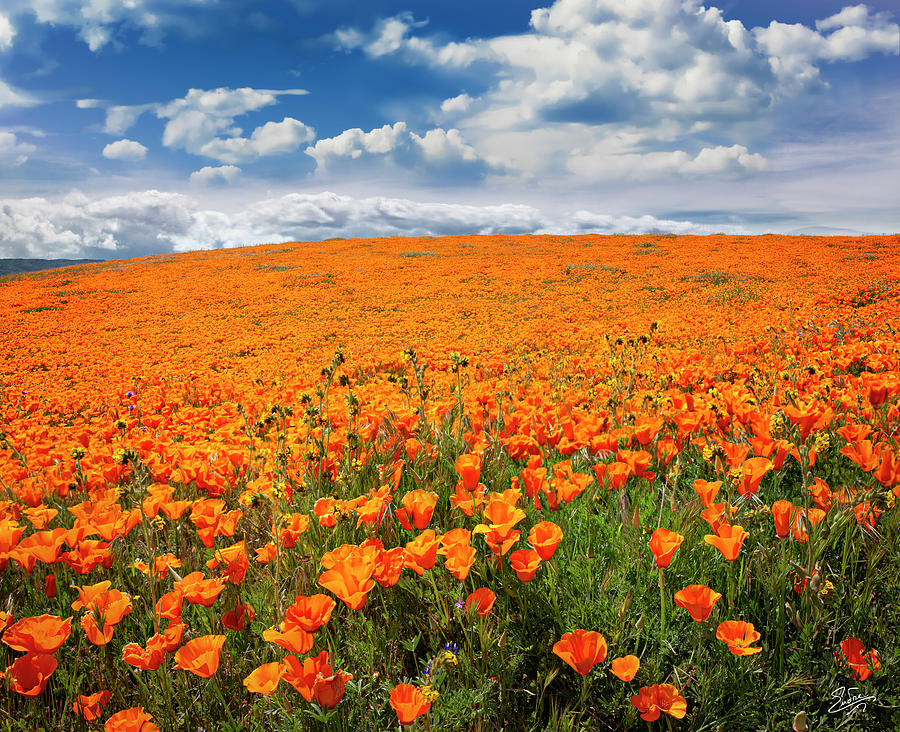 The Poppy Field Photograph by Endre Balogh