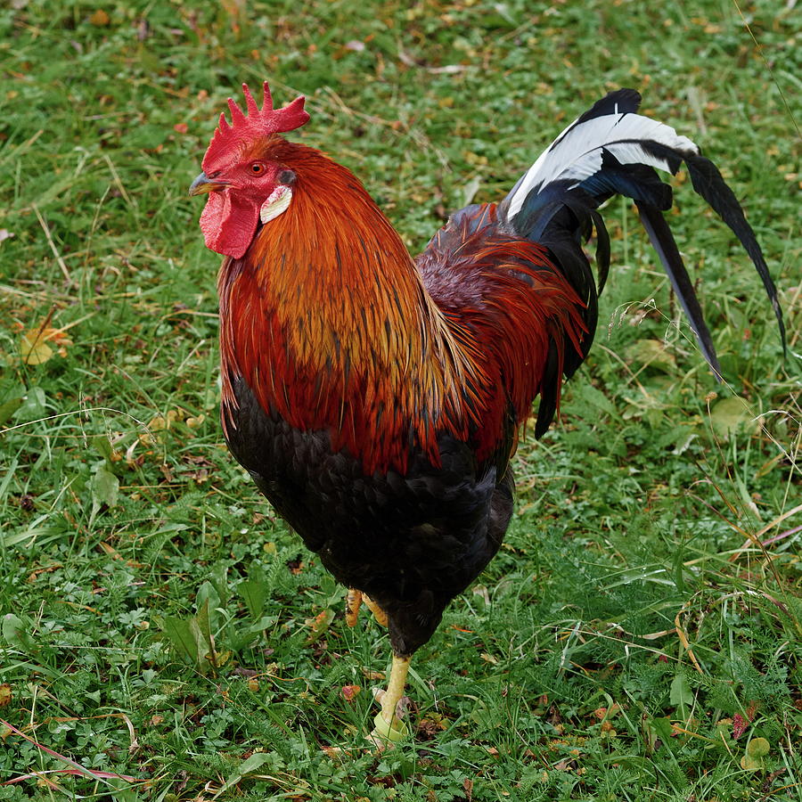 The Pose of the Rooster Photograph by Jouko Lehto
