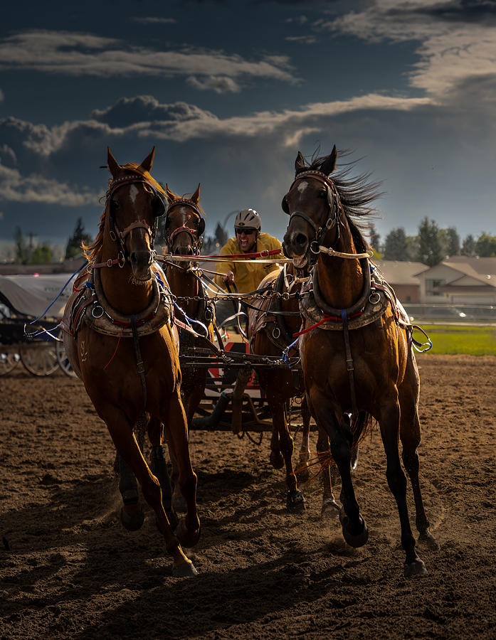 Horse Photograph - The Power And The Speed, Chuckwagon Racing by Bing Li