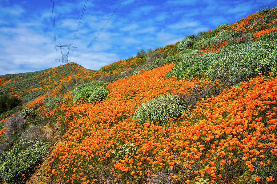 The Power of Poppies Photograph by Lynn Bauer