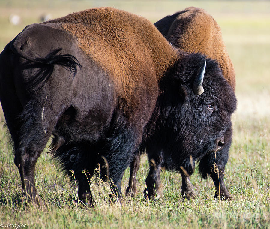 The Prairie King Photograph by David Taylor - Pixels