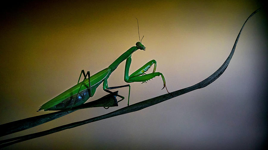 Nature Photograph - The Praying Mantis by Riccardo Mazzoni