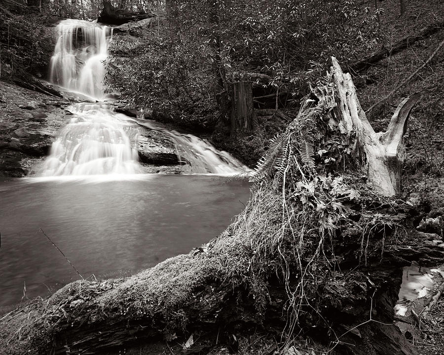 The Praying Tree Photograph by Bryan Garris - Fine Art America