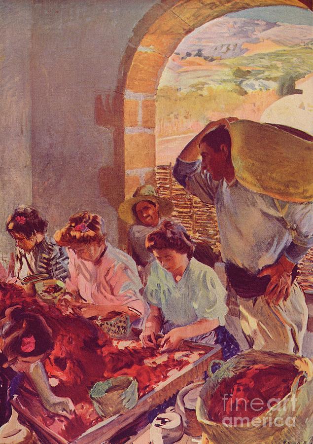 The Preparation Of Dry Grapes, 1890 Drawing by Print Collector