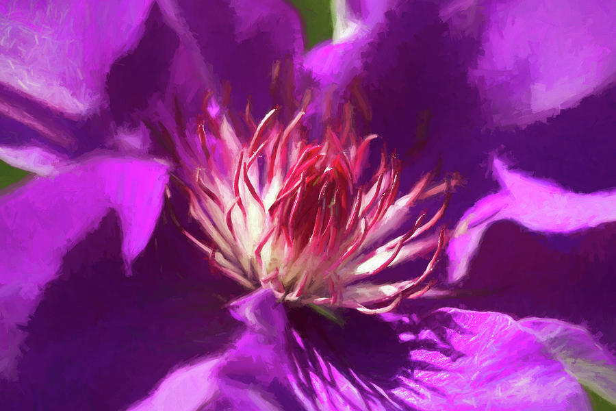 The President Clematis Up Close and Personal Photograph by Kathy Clark