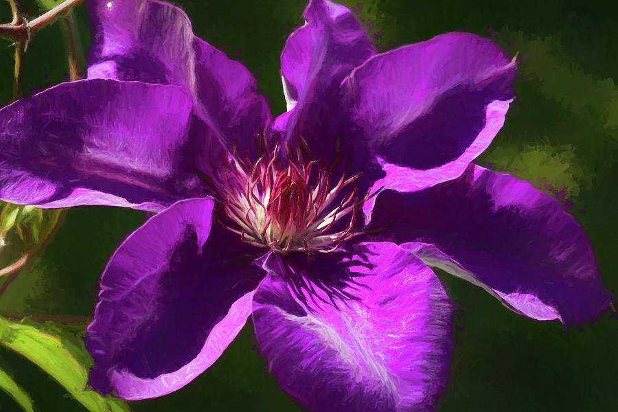The President Purple Clematis Blossom Photograph by Kathy Clark